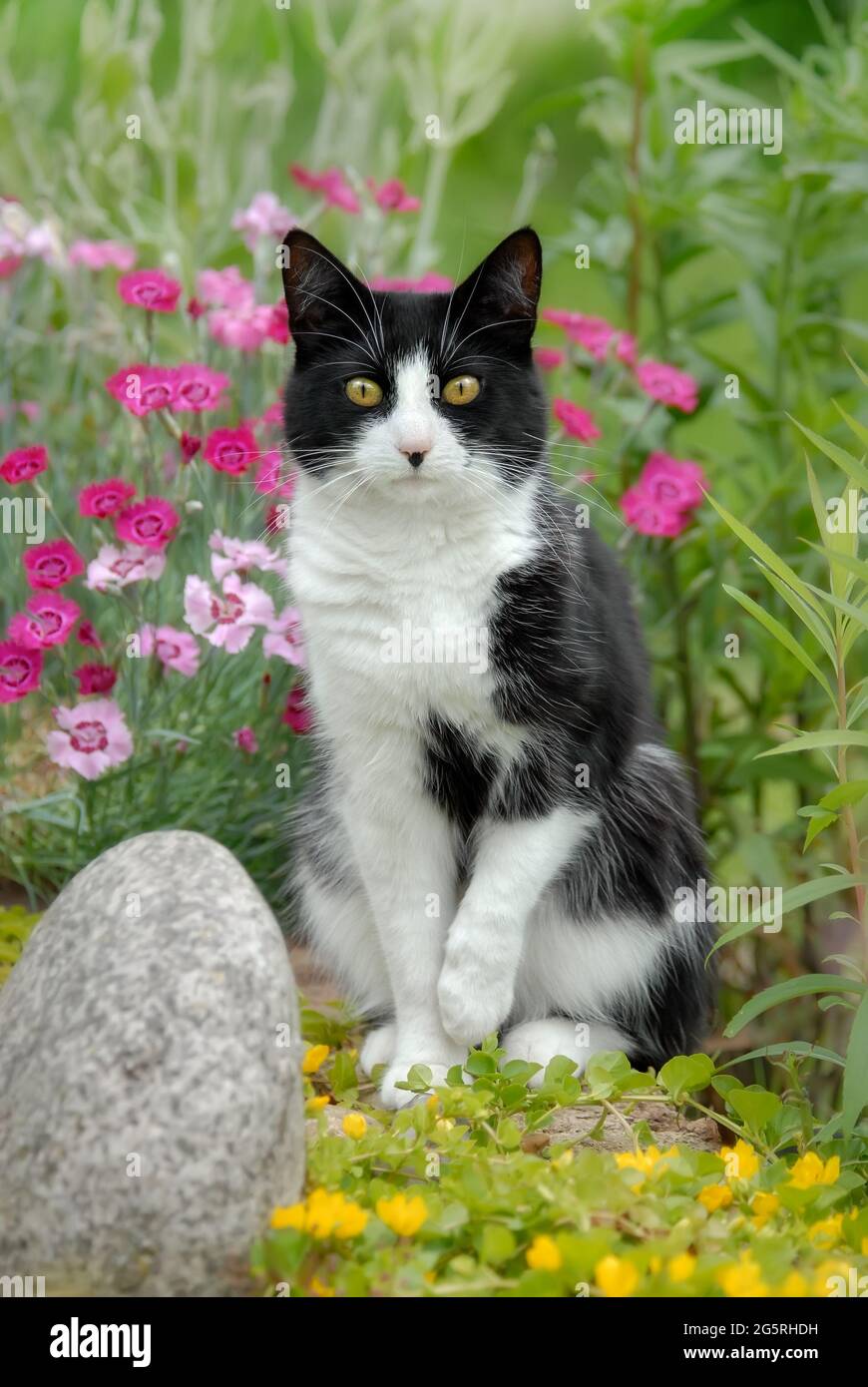 Gatto europeo Shorthair, modello tuxedo bicolore bianco e nero, in posa in un giardino con fiori rosa e gialli Foto Stock