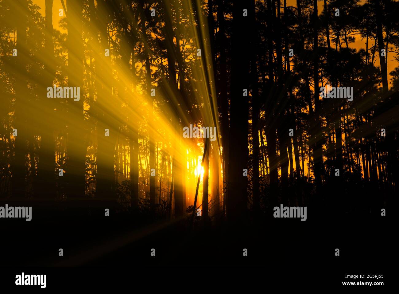 alba attraverso la foresta *** Local Caption *** alba attraverso la foresta,foresta,sole,giallo,scuro,mattina Foto Stock