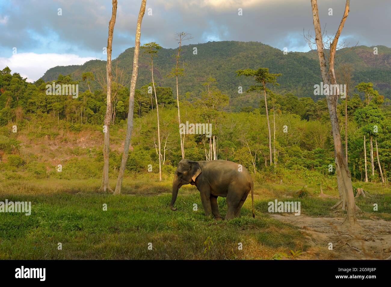 Elefante a Koh Chang Elephant Tours, Koh Chang, Thailandia Foto Stock