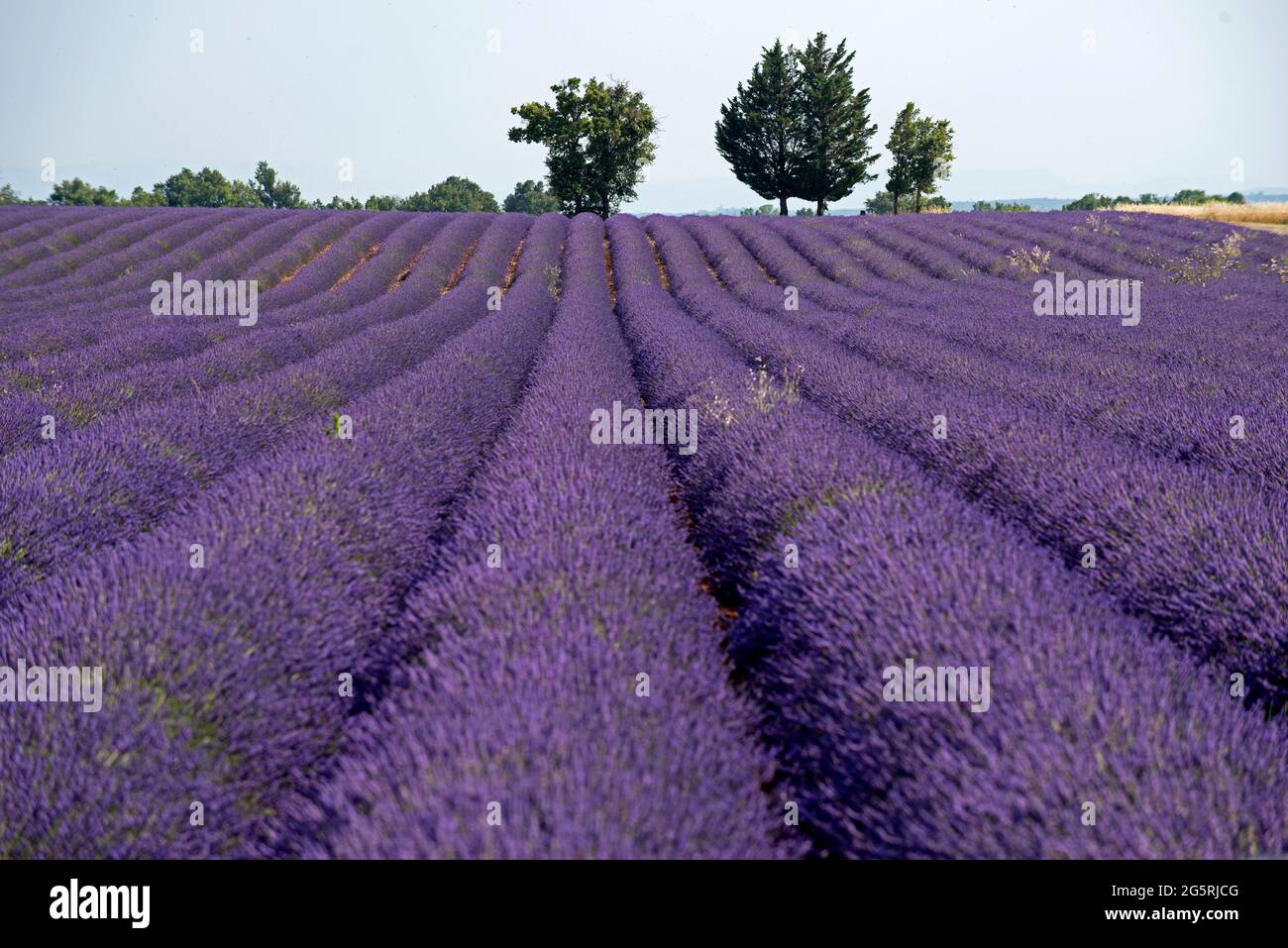 Francia, Alpi dell'alta Provenza (04), altopiano di Valensole, campi di lavanda (Lavandula sp.) Foto Stock