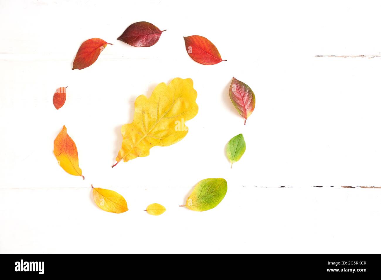 Cerchio di foglie colorate d'autunno con quercia al centro sotto forma di sfumatura, disposizione per il design su sfondo bianco di legno. Foto di alta qualità Foto Stock