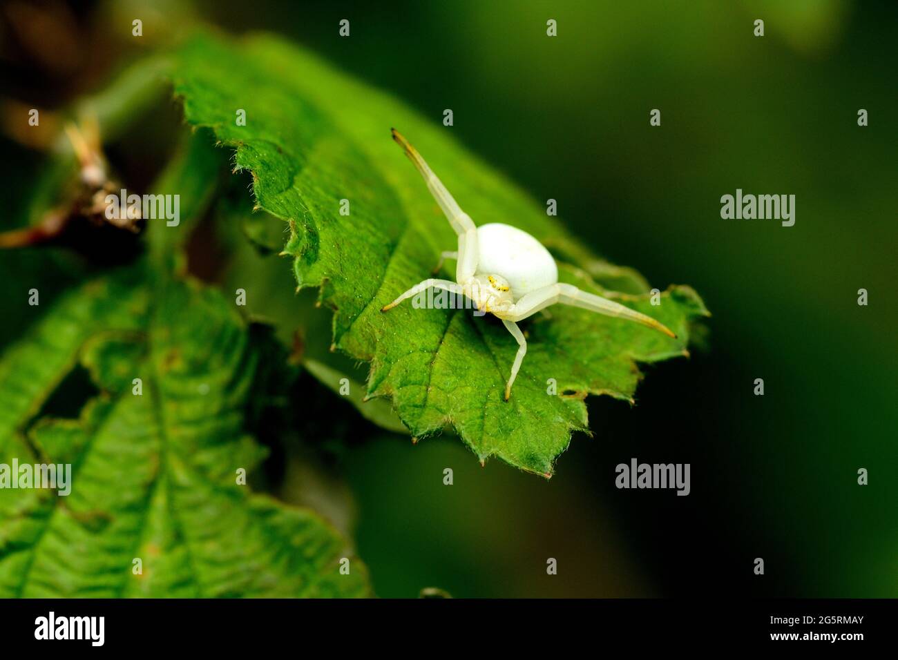 Veränderliche Krabbenspinne, Misumena vatia, Thomisidae, Spinne, Frisst Fliege, Insekt, TIER, Klettgau, Naturpark, Kanton Schaffhausen, Schweiz Foto Stock