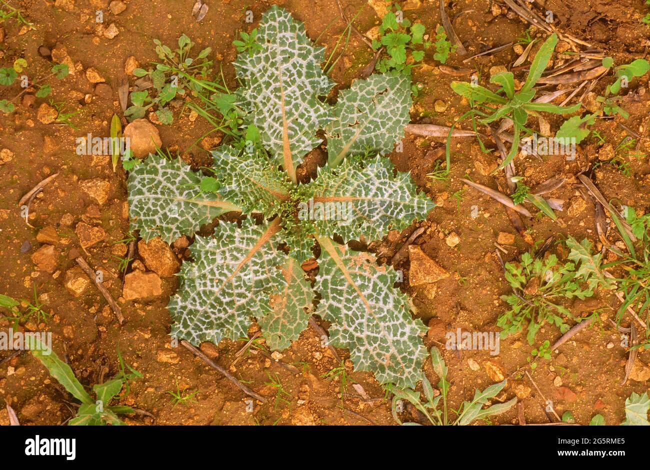 Mariendistel, Silybum marianum, Asteraceae, Blattrosette, Blume, Pflanze, spagnolo Foto Stock