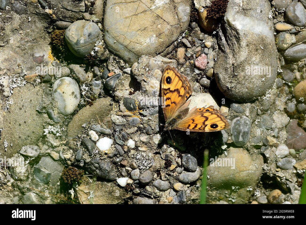 Mauerfuchs, Lasiommata megera, Nymphalidae, Weibchen, Schmetterling, Insekt, TIER, Klettgau, Naturpark, Kanton Schaffhausen, Schweiz Foto Stock