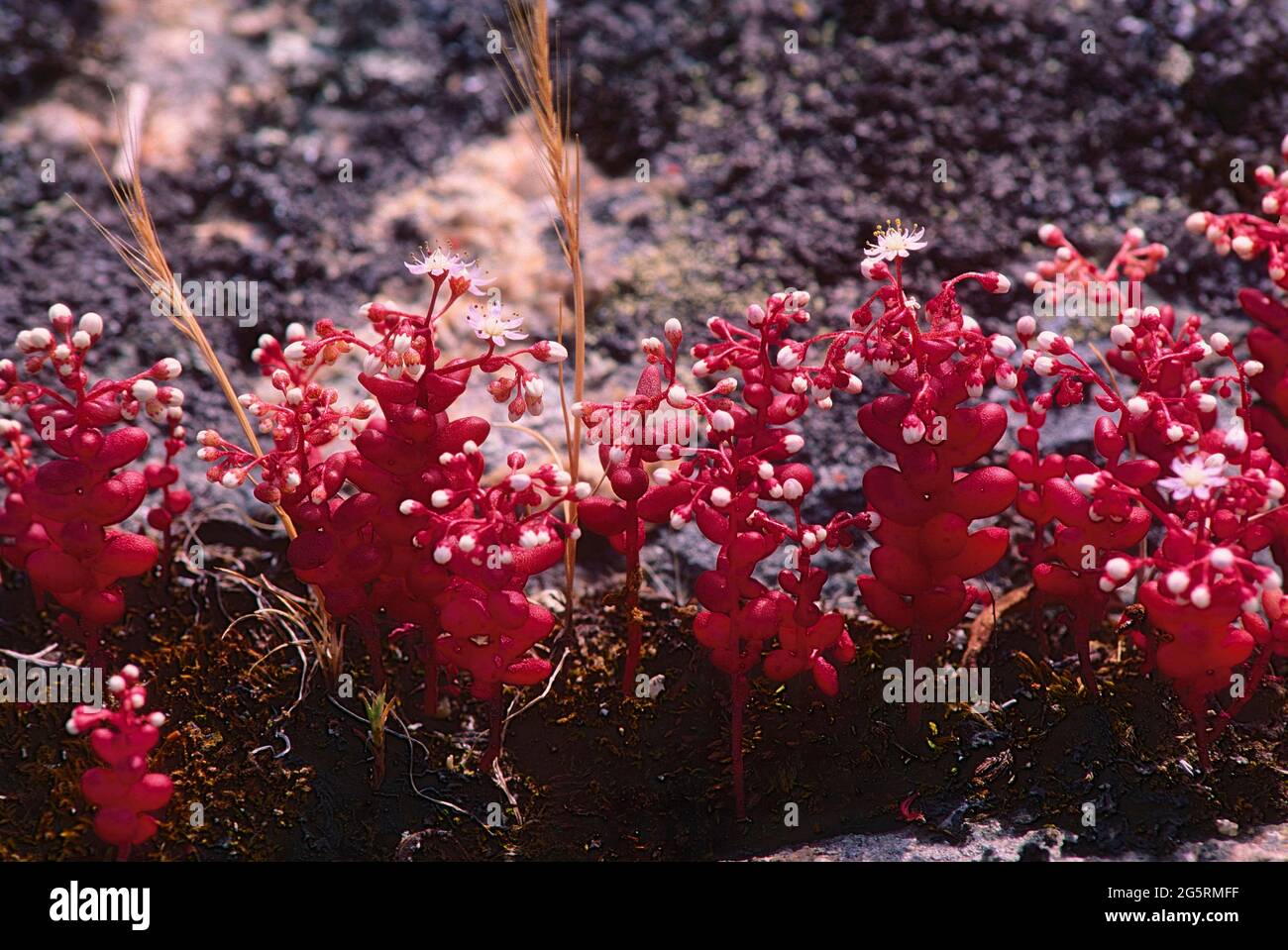 Himmelstern, Sedum caeruleum, Crassulaceae, Bestand, blühend, Blume, Pflanze, Desert des Agriates, Korsika Foto Stock