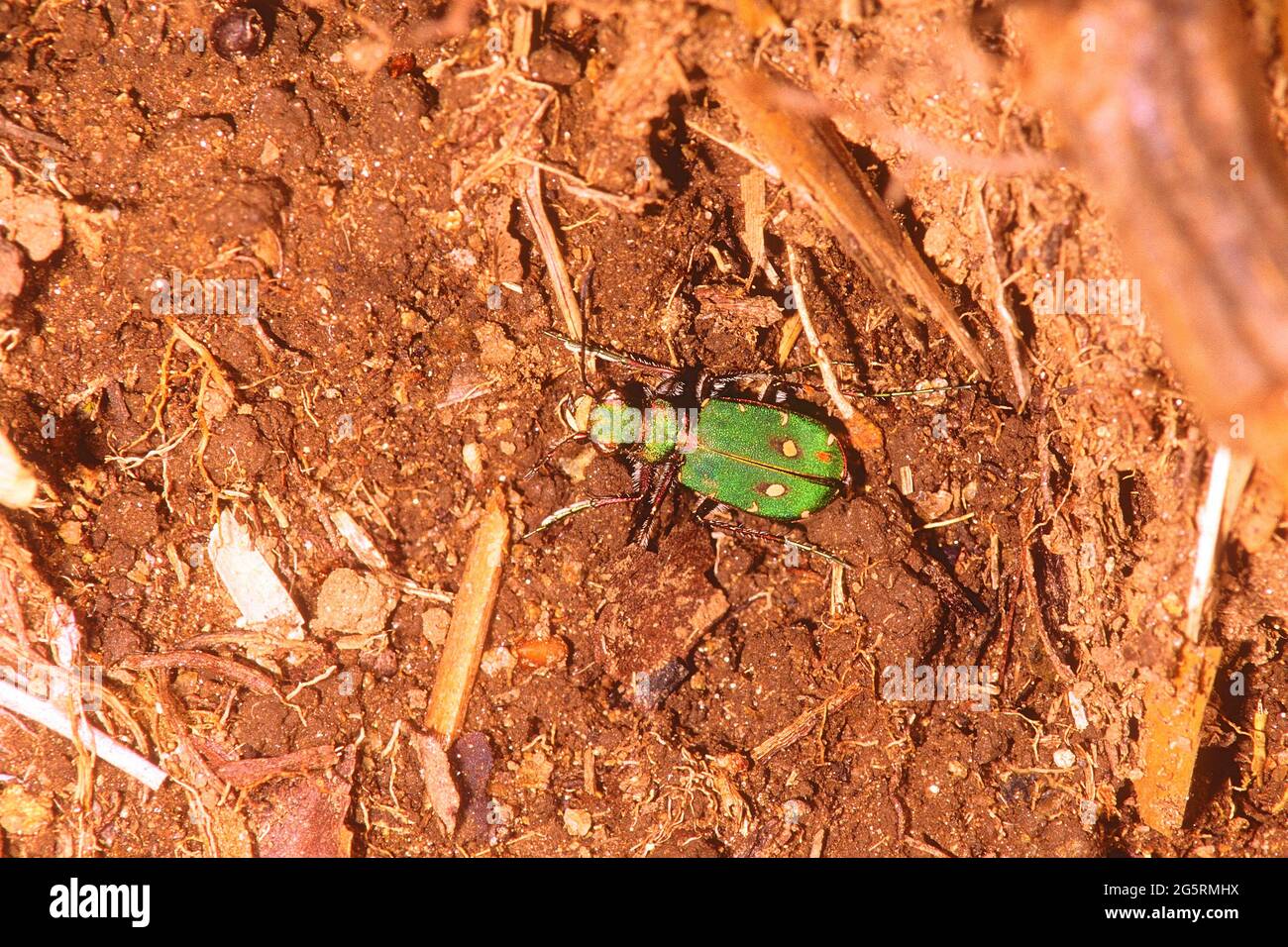 Feld-Sandlaufkäfer, Cicindela campestris, Cicindelidae, Käfer, Insekt, Tier, Kanton Zürich, Schweiz Foto Stock