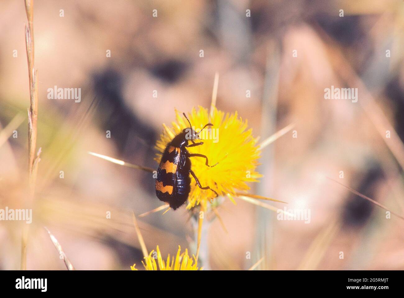 Blasenkäfer, Hycleus polymorphus, Meloidae, Käfer, Insekt, Blüte, auf de, Provence, Var Foto Stock