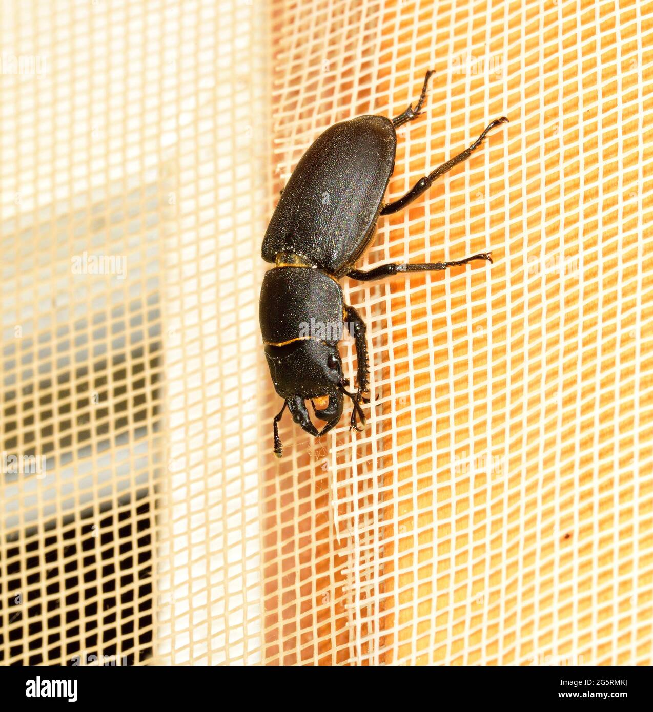 Balkenschröter, Dorcus parallelepipedus, Lucanidae, Männchen, Käfer, Insekt, TIER, Thusis, Kanton Graubünden, Schweiz Foto Stock