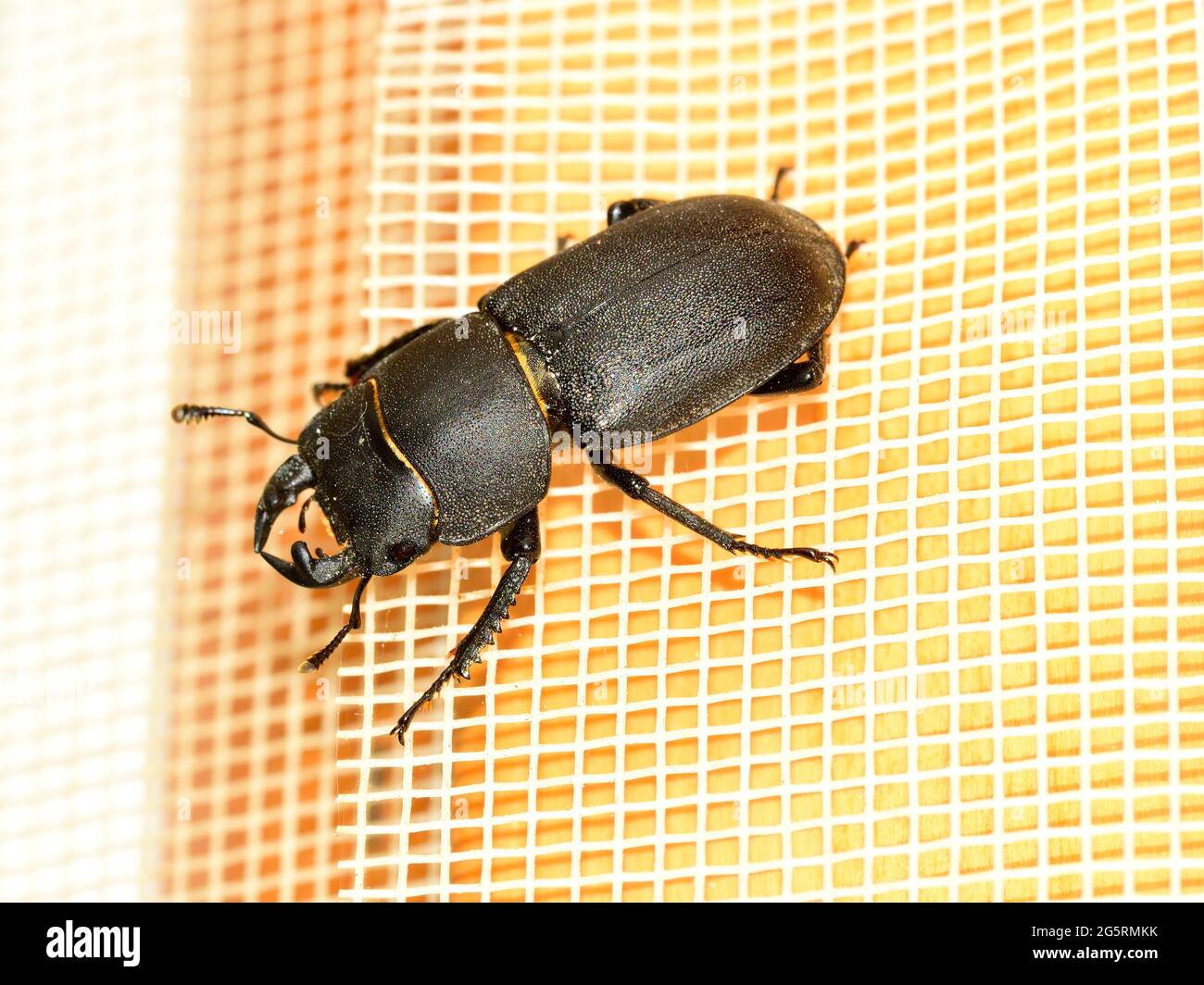 Balkenschröter, Dorcus parallelepipedus, Lucanidae, Männchen, Käfer, Insekt, TIER, Thusis, Kanton Graubünden, Schweiz Foto Stock