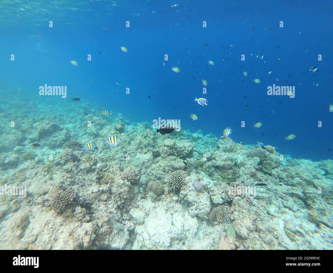 Scuole di pesci tropicali colorati che nuotano intorno ai coralli su una barriera corallina tropicale nelle Maldive. Foto Stock