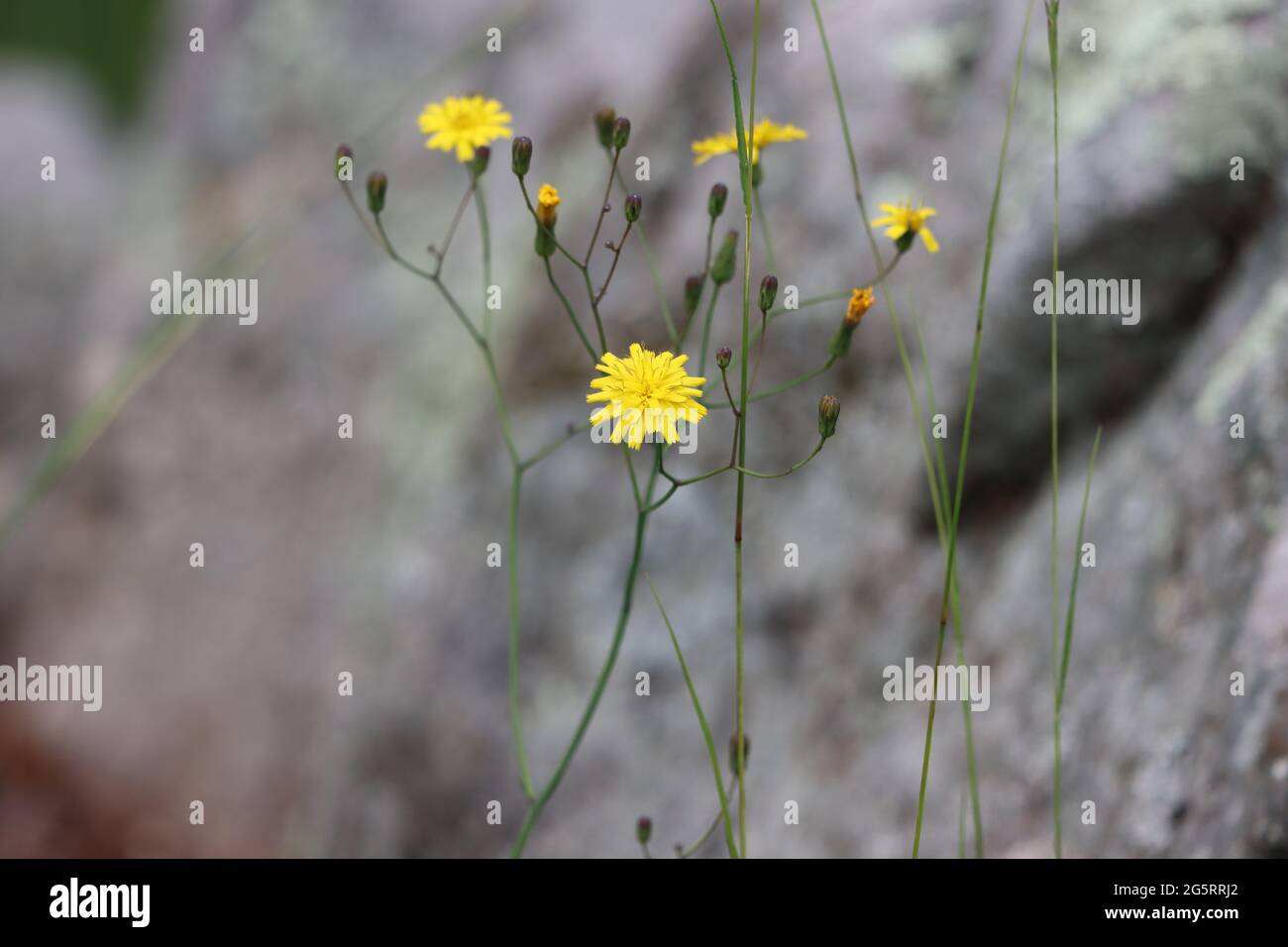 Piccoli fiori selvatici gialli noti come 'rattlesnake Hawkweed' Foto Stock