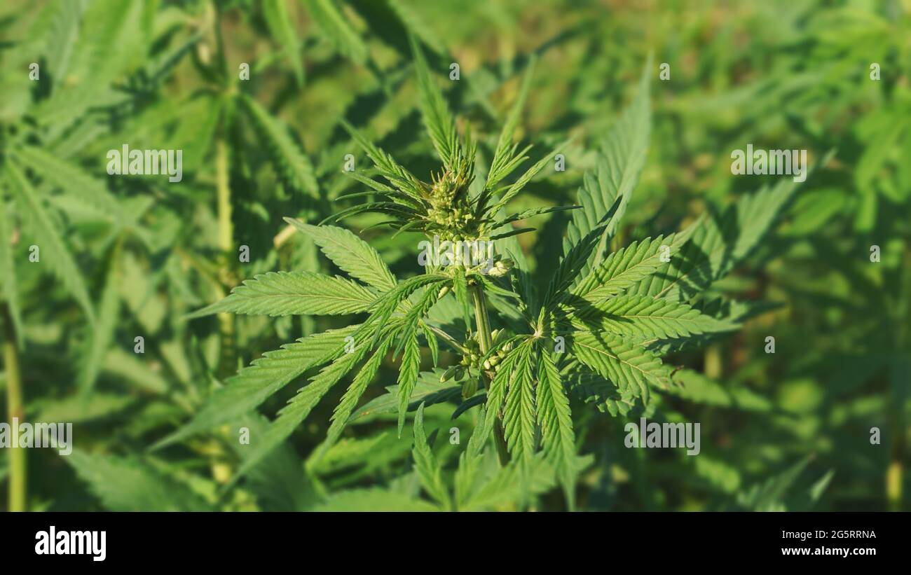 Canapa industriale (Cannabis sativa). Primo piano su piante di canapa sceniche autentiche. Concetto di uso industriale alternativo e medicina. Foto Stock