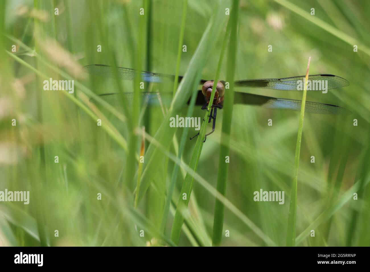 Vedova maschio skimmer libellula poggiante tra erbe spesse in primavera Foto Stock