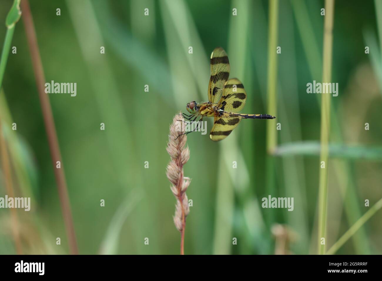Pennant di Halloween libellula che riposa su erba frutteto Foto Stock