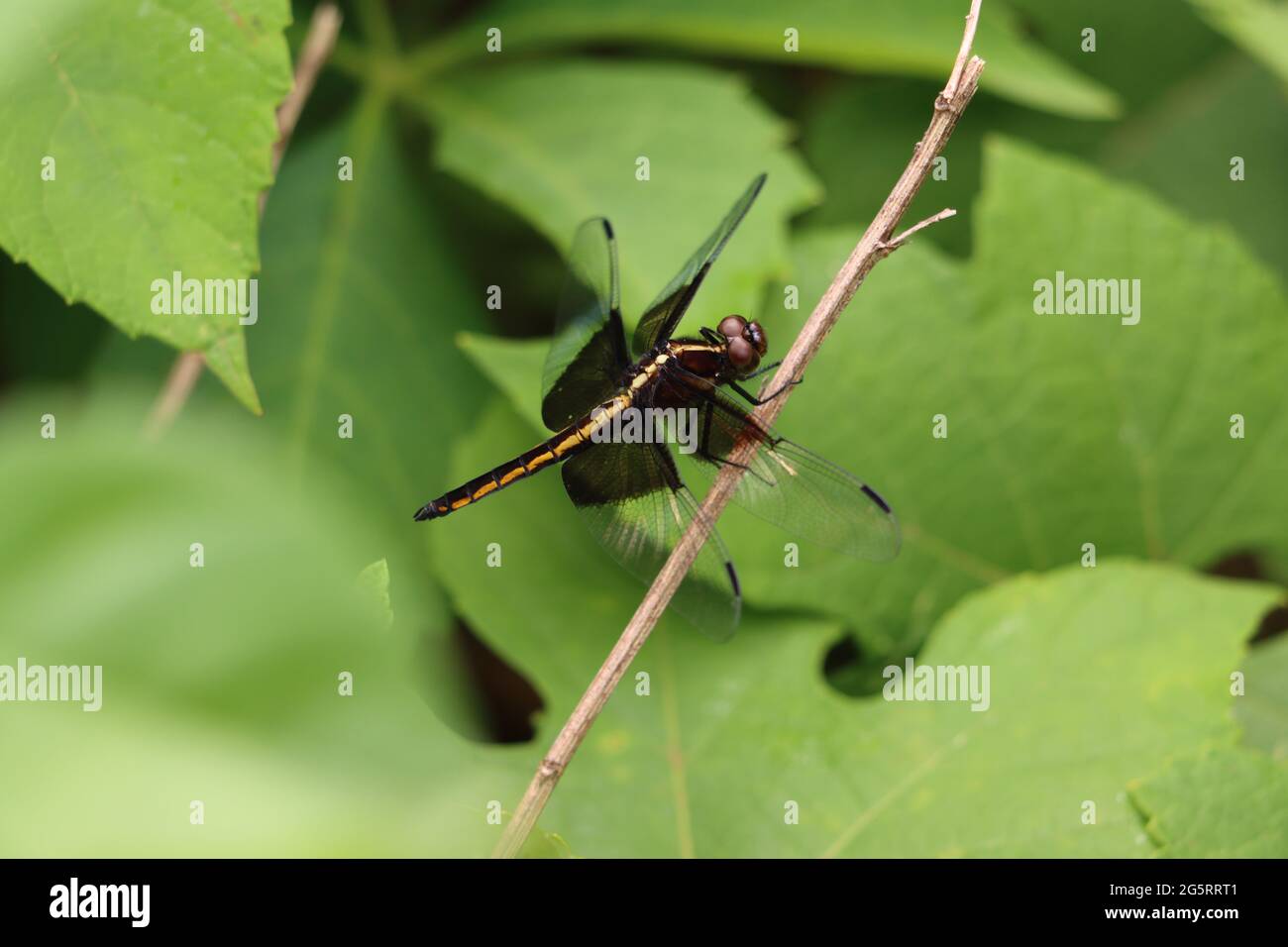 Vedova femminile skimmer libellula guardando verso l'alto Foto Stock