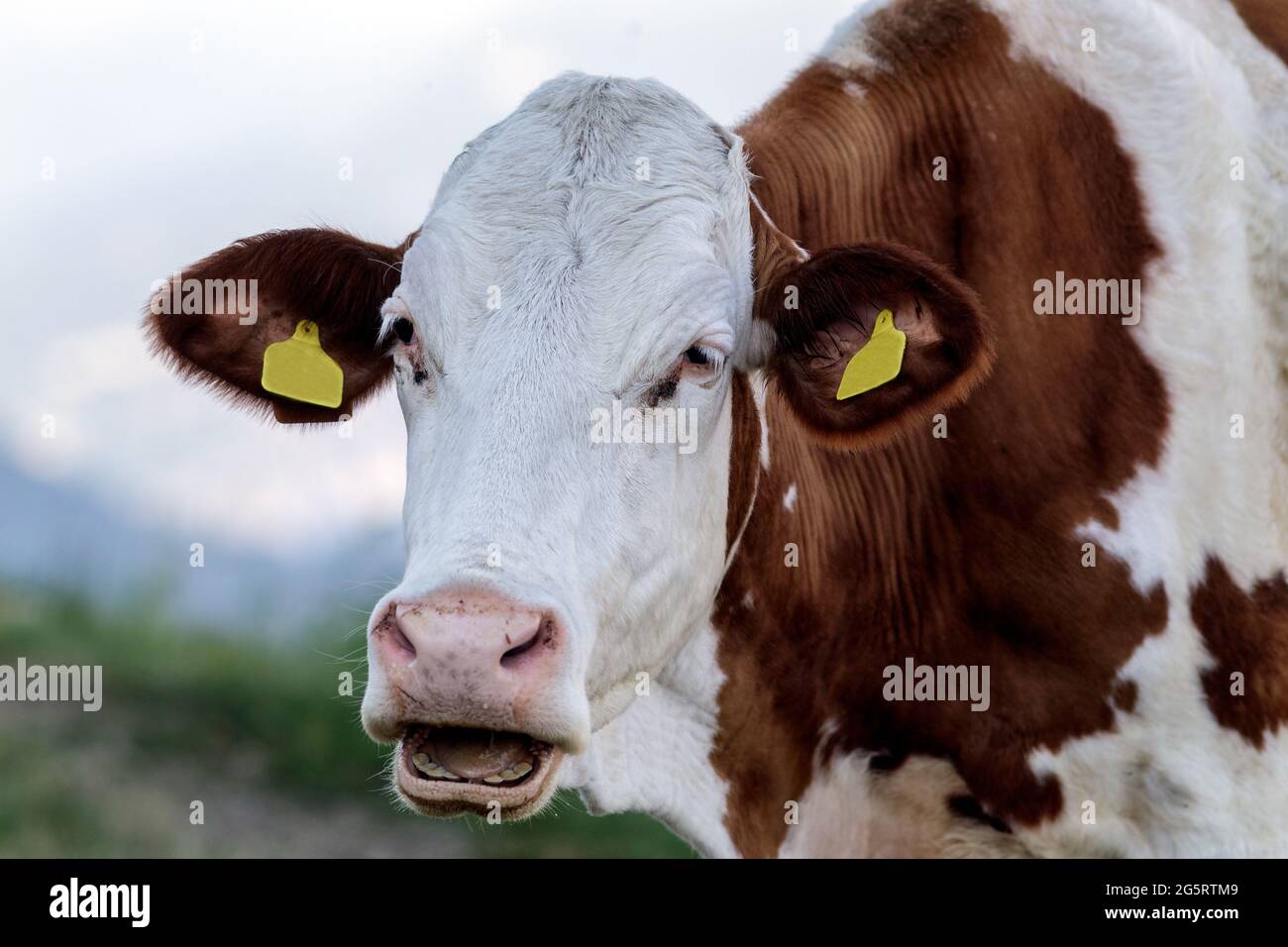 Una mucca in montagna Foto Stock