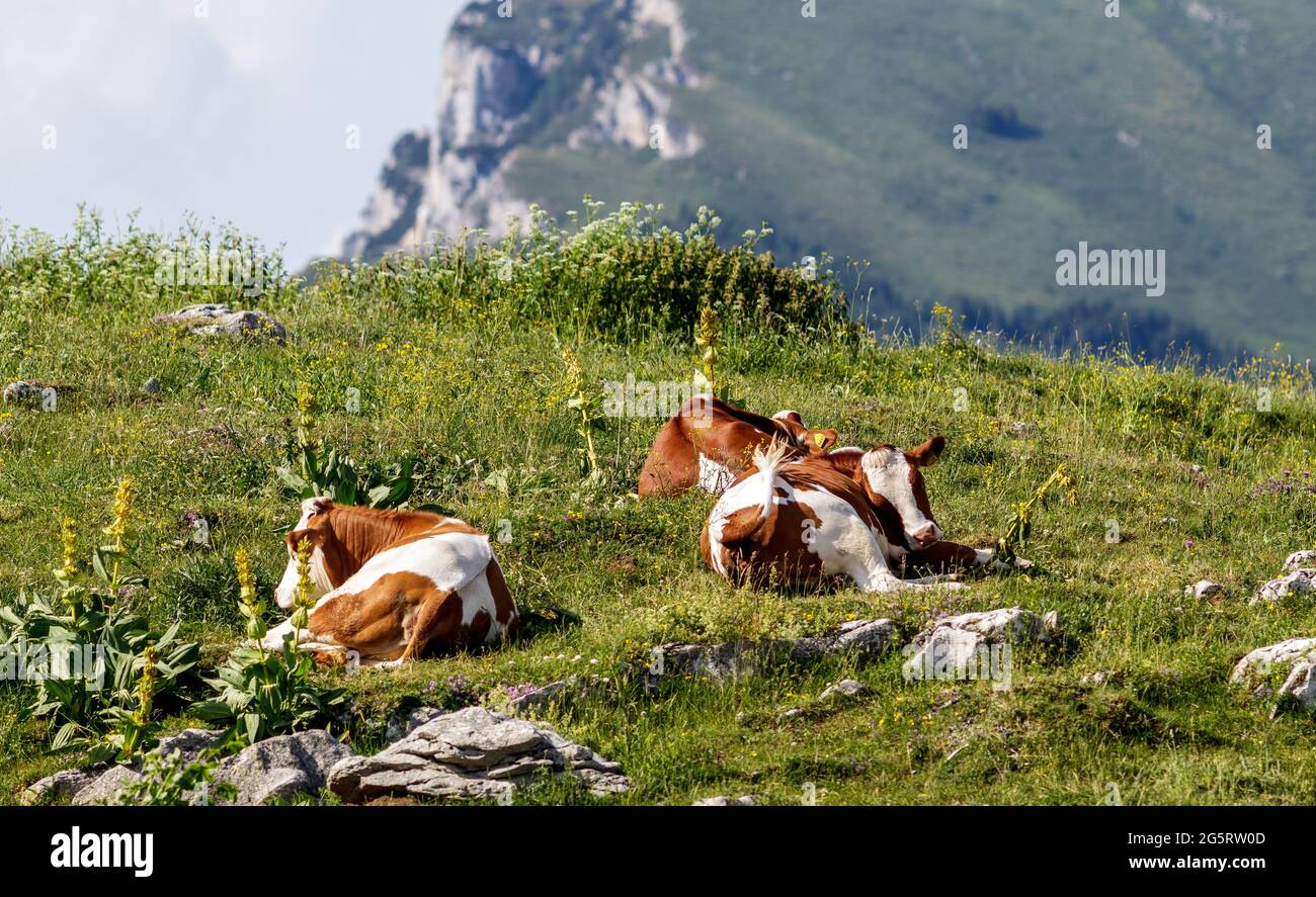 Mucche riposano su un prato Foto Stock
