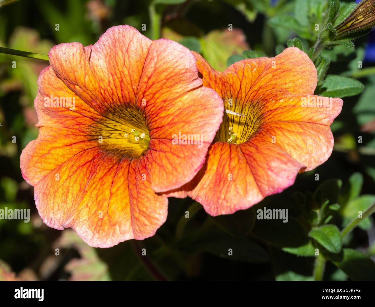 Fiori di pesche e rosa tromba della pianta di fiori estivi, Petchoa 'Terracotta Supercal' Foto Stock