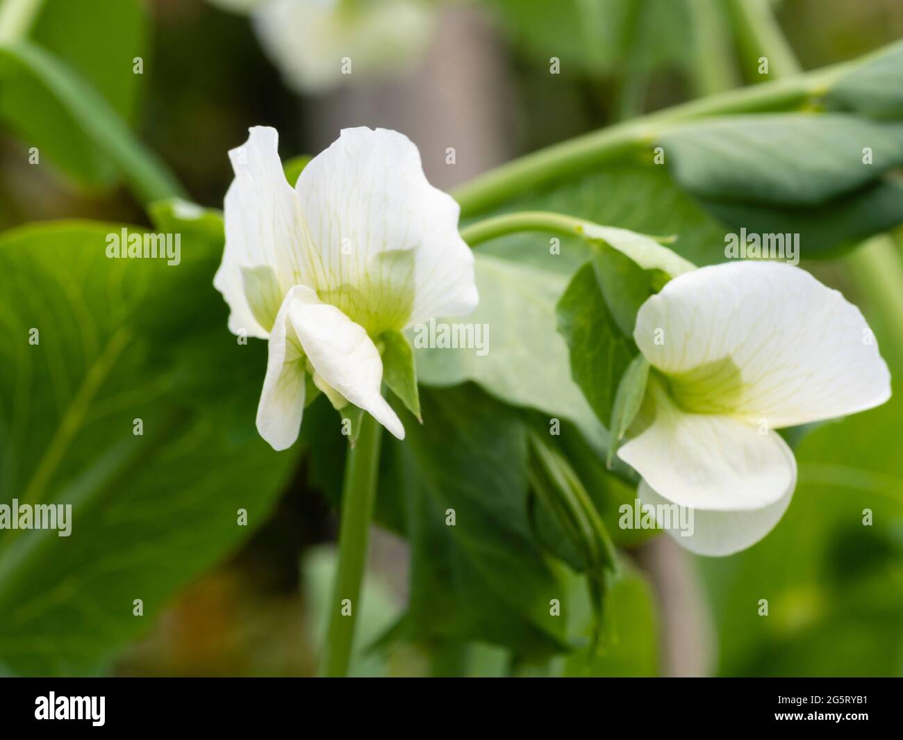 Fiori di giugno dell'alto giardino di arrampicata pisello Pisum sativum 'Alderman' Foto Stock