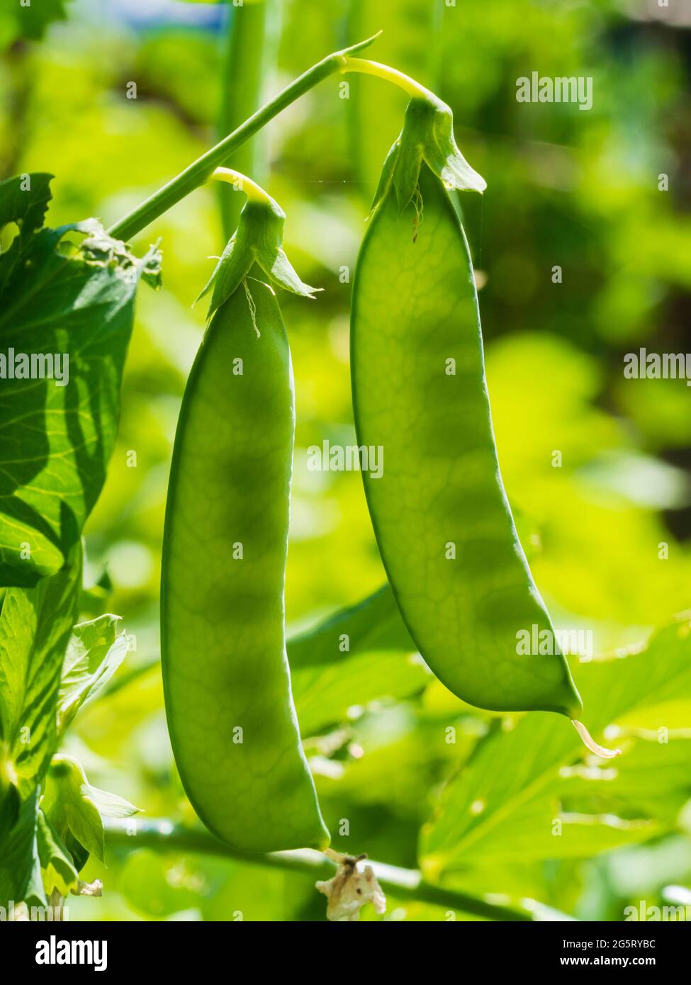 I baccelli retroilluminati di maturazione del primo pisello del primo giardino Pisum sativum 'Eteor' con piselli ombrosi che si sviluppano all'interno Foto Stock