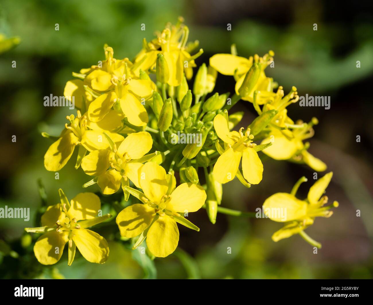 Fiori gialli della mizuna insalata biologica, Brassica rapa var. Japonica Foto Stock