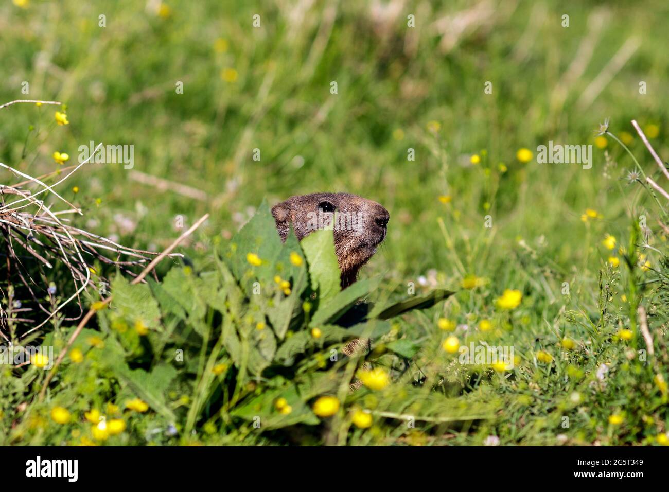 Una marmotta selvaggia Foto Stock