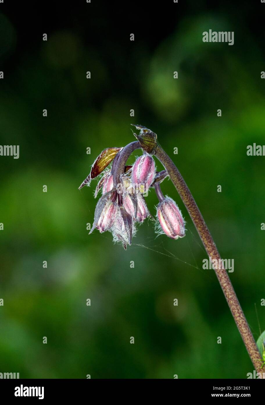 Una chiusura di un fiore Foto Stock