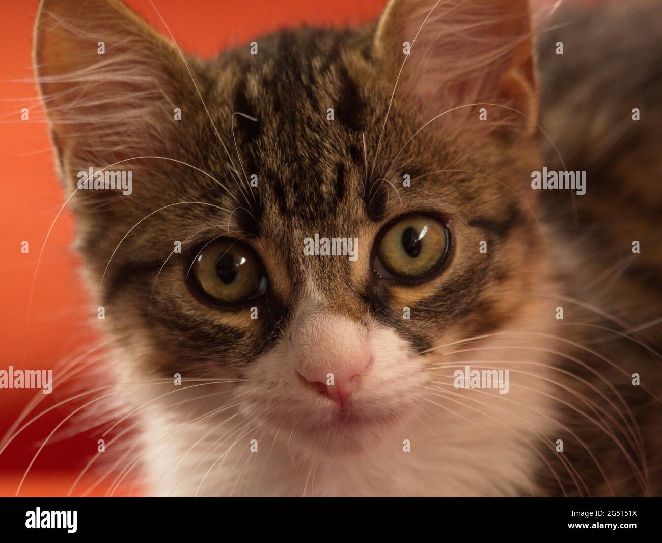 Closeup ritratto di cute tabby gatto faccia con whiskers Ecuador. Foto Stock