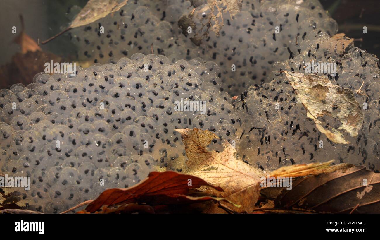 Rana comune, rana d'erba (Rana temporaria), palle di generazione con sviluppo larval iniziale, Germania Foto Stock