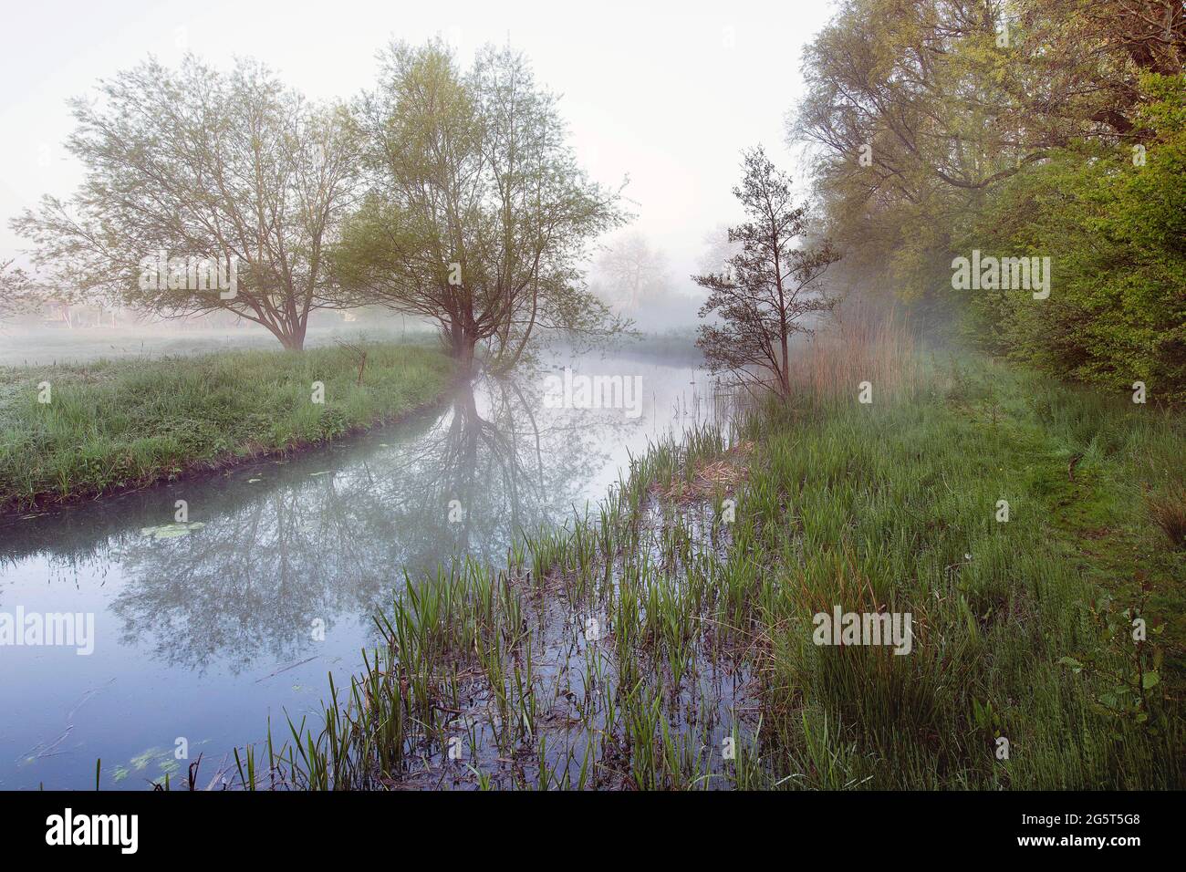 Mattina nella riserva naturale di Assels, Belgio, Fiandre Orientali, Assels, Drongen Foto Stock