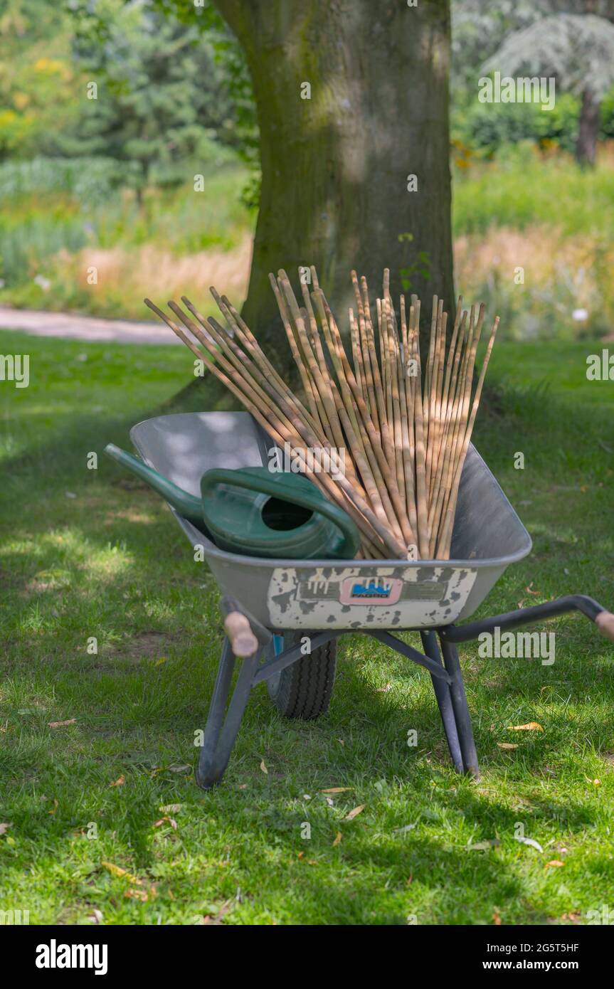 Mandibola presso i Giardini Botanici di Amburgo-Flottbek, Germania, Amburgo Foto Stock