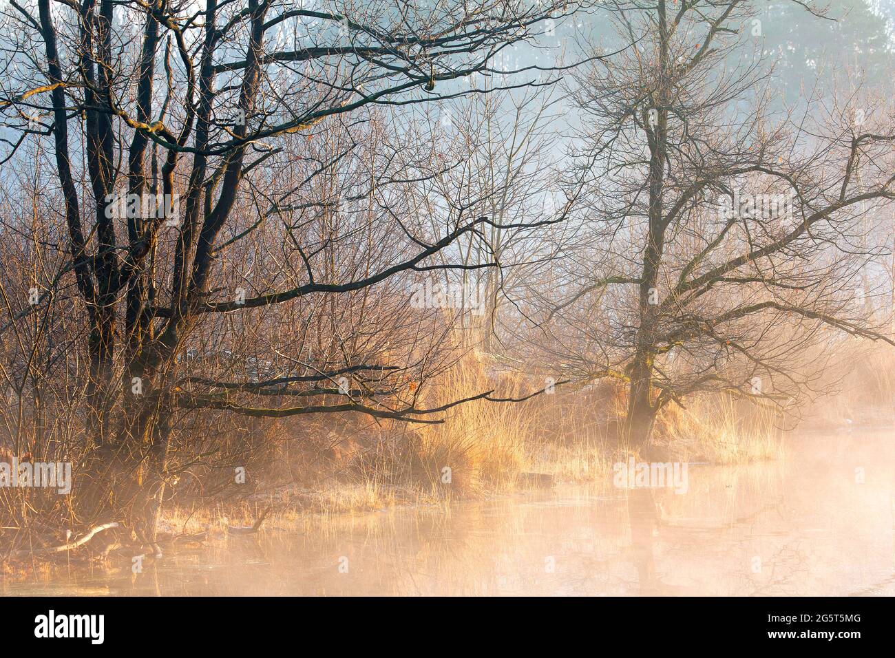 Mattina nella zona naturale di Aanwijsputten, Belgio, Fiandre Occidentali, Bulskampveld, Beernem Foto Stock