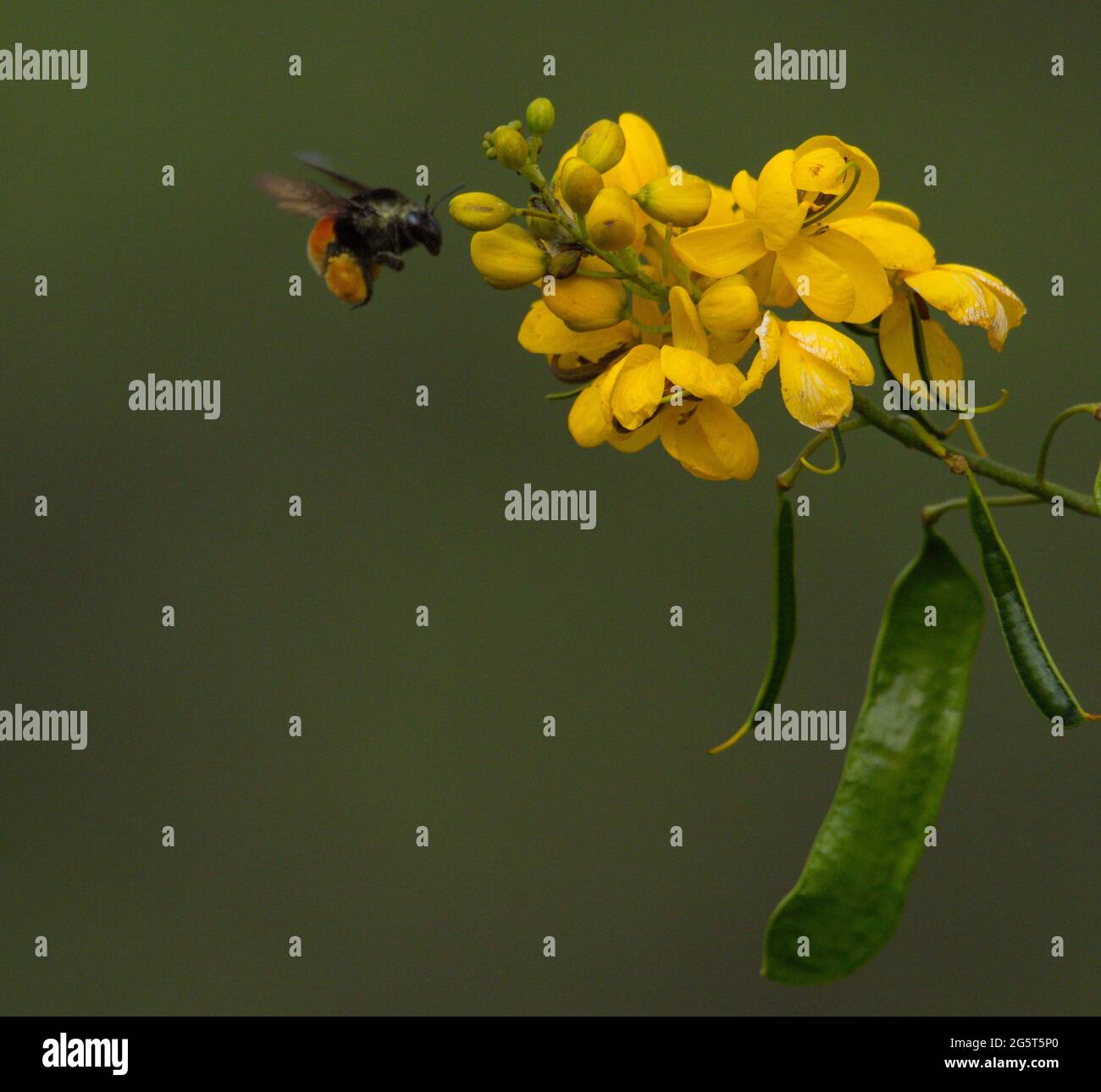 Closeup di ape bumble che impollinano sul fiore giallo Vilcabamba, Ecuador. Foto Stock