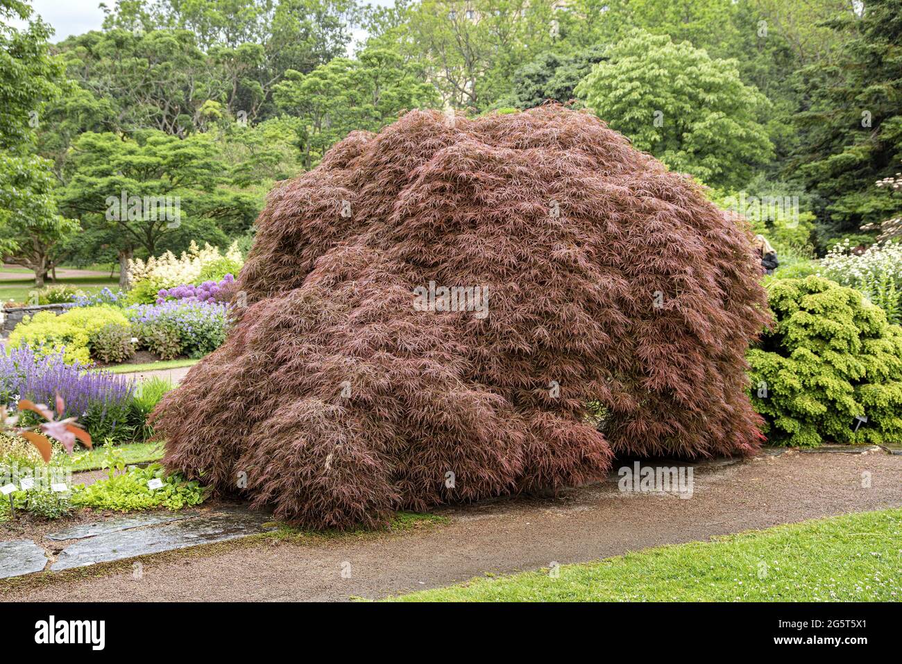 Acero giapponese (Acer palmatum 'Garnet', Acer palmatum Garnet), granato cultivar, Svezia Foto Stock