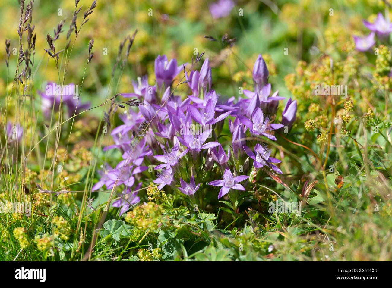 Tedesco gentile, Chiltern gentile (Gentiana germanica, Gentianella germanica), fioritura, Germania, Baviera Foto Stock
