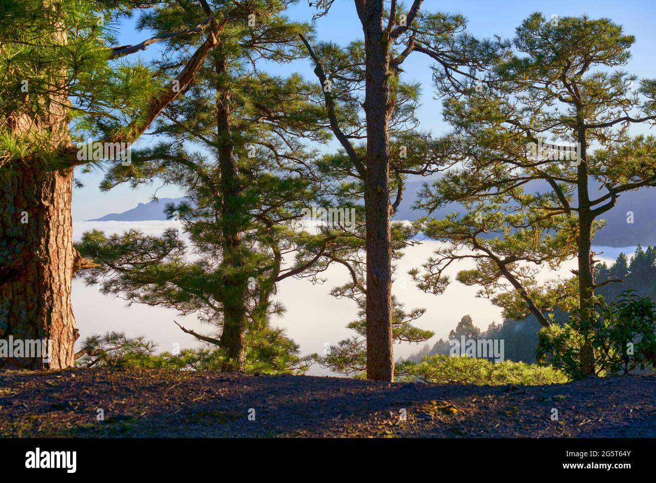 Pino delle Canarie (Pinus canariensis), pini delle Canarie alla luce del mattino che combattono l'umidità delle crescenti nubi di vento del commercio, Isole Canarie, la Palma, Foto Stock