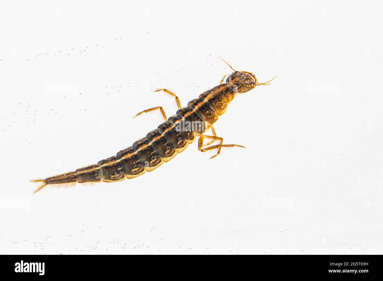 Dytiscio (Dytiscio dimidiatus), larva, cut-out, Germania, bassa Sassonia Foto Stock