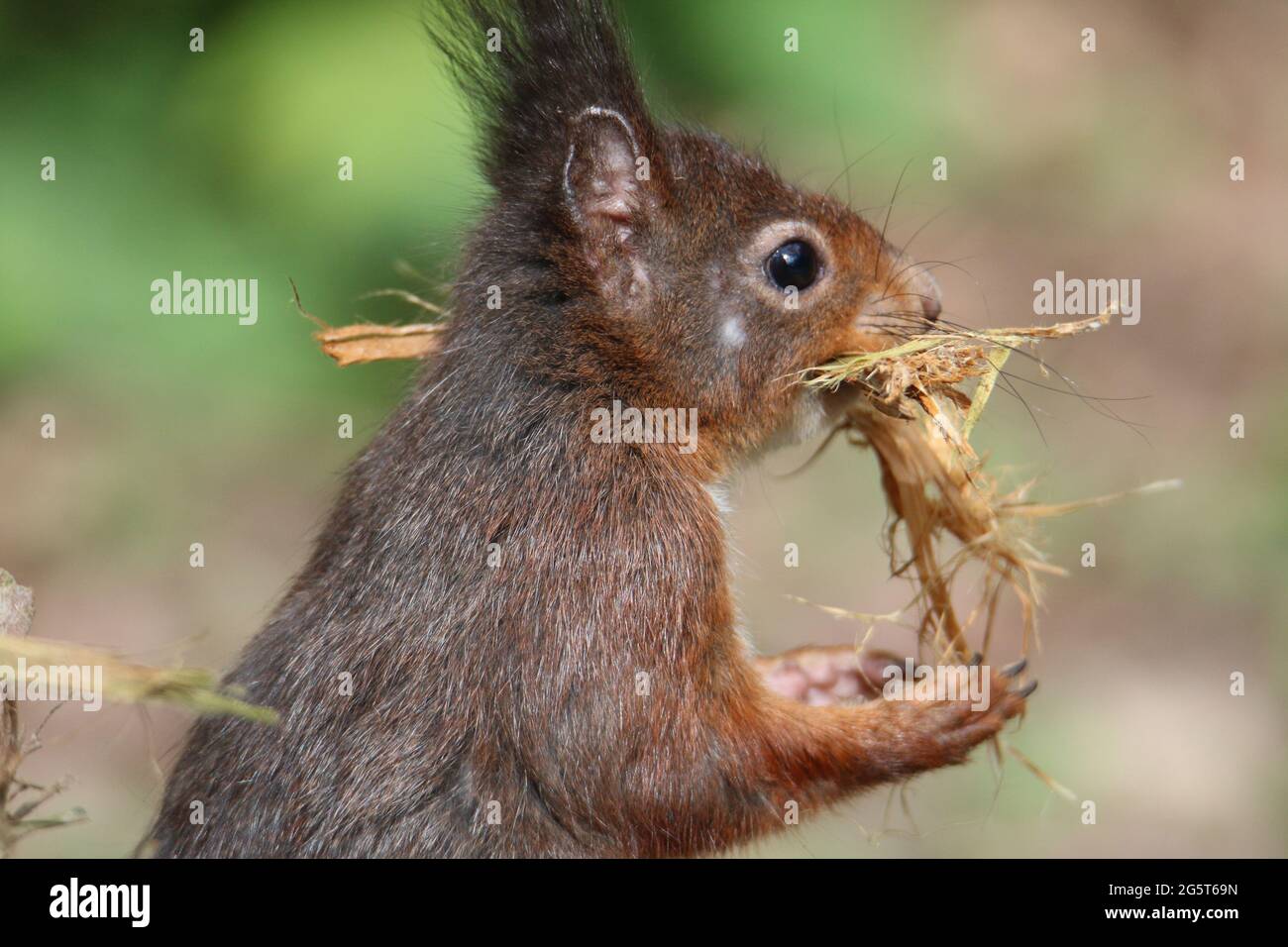 Scoiattolo rosso europeo, scoiattolo rosso eurasiatico (Sciurus vulgaris), con fibre di legno come materiale nidificanti nel serpente, Germania Foto Stock