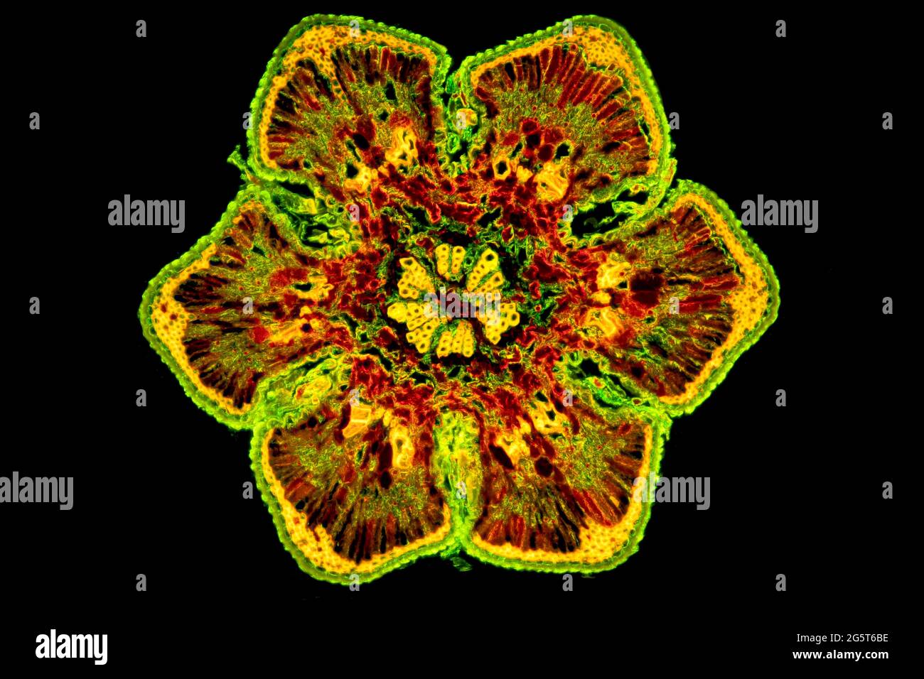 She-Oak (specifiche Casuarina), sezione trasversale di un ago Casuarina, microscopio ottico, immagine fluorescente Foto Stock