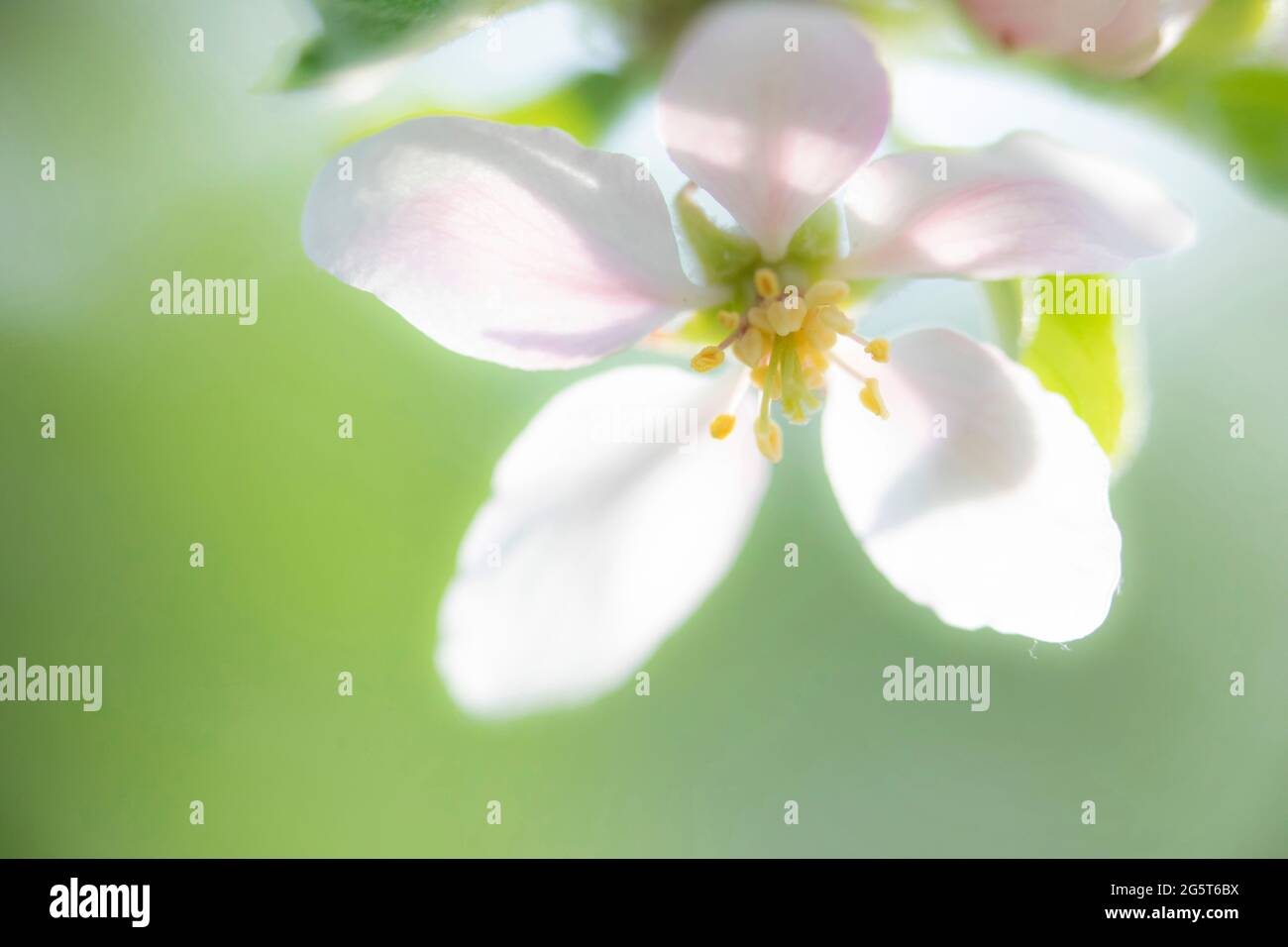 mela (Malus domestica), fiore, Germania, Baviera Foto Stock