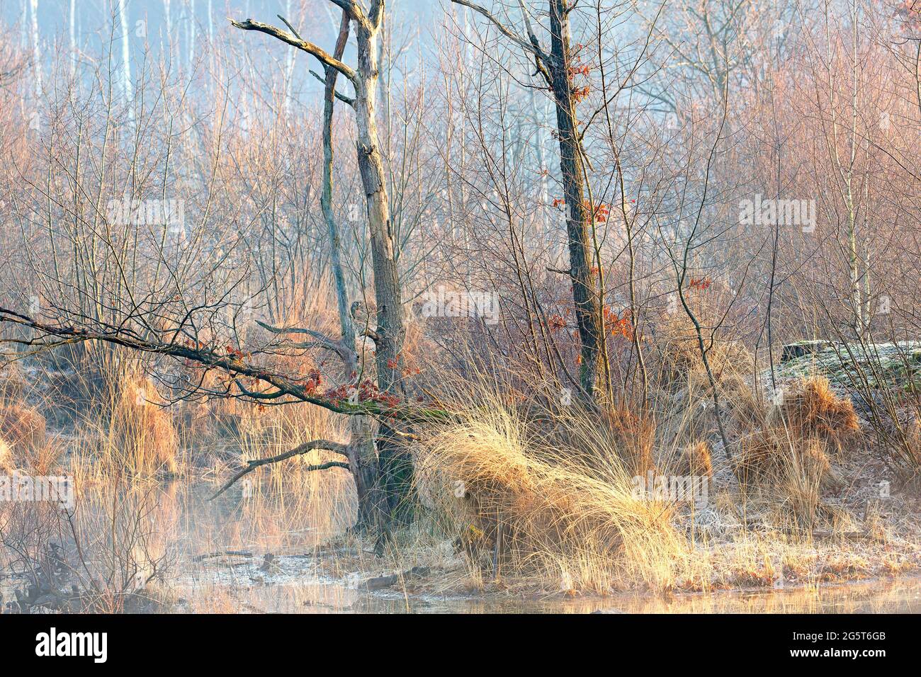 Mattina nella zona naturale di Aanwijsputten, Belgio, Fiandre Occidentali, Bulskampveld, Beernem Foto Stock