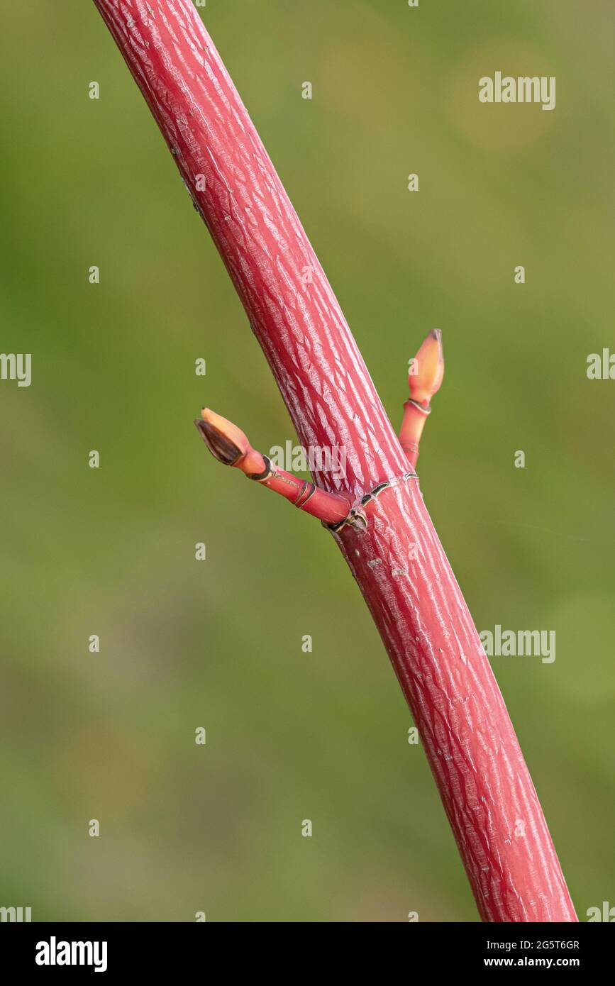 Acero di Kyushu, acero di Snakebrik rosso (Acer cospicuum 'Phoenix', Acer cospicuum Phoenix), ramo di cultivar Phoenix Foto Stock
