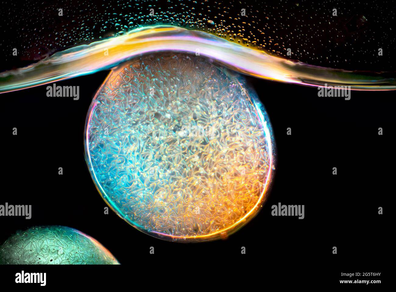 Gelatina stellare (spec. Nostoc), immagine microscopio a campo luminoso, ingrandimento x160 relativo ad una stampa di 10 cm di larghezza, Germania Foto Stock