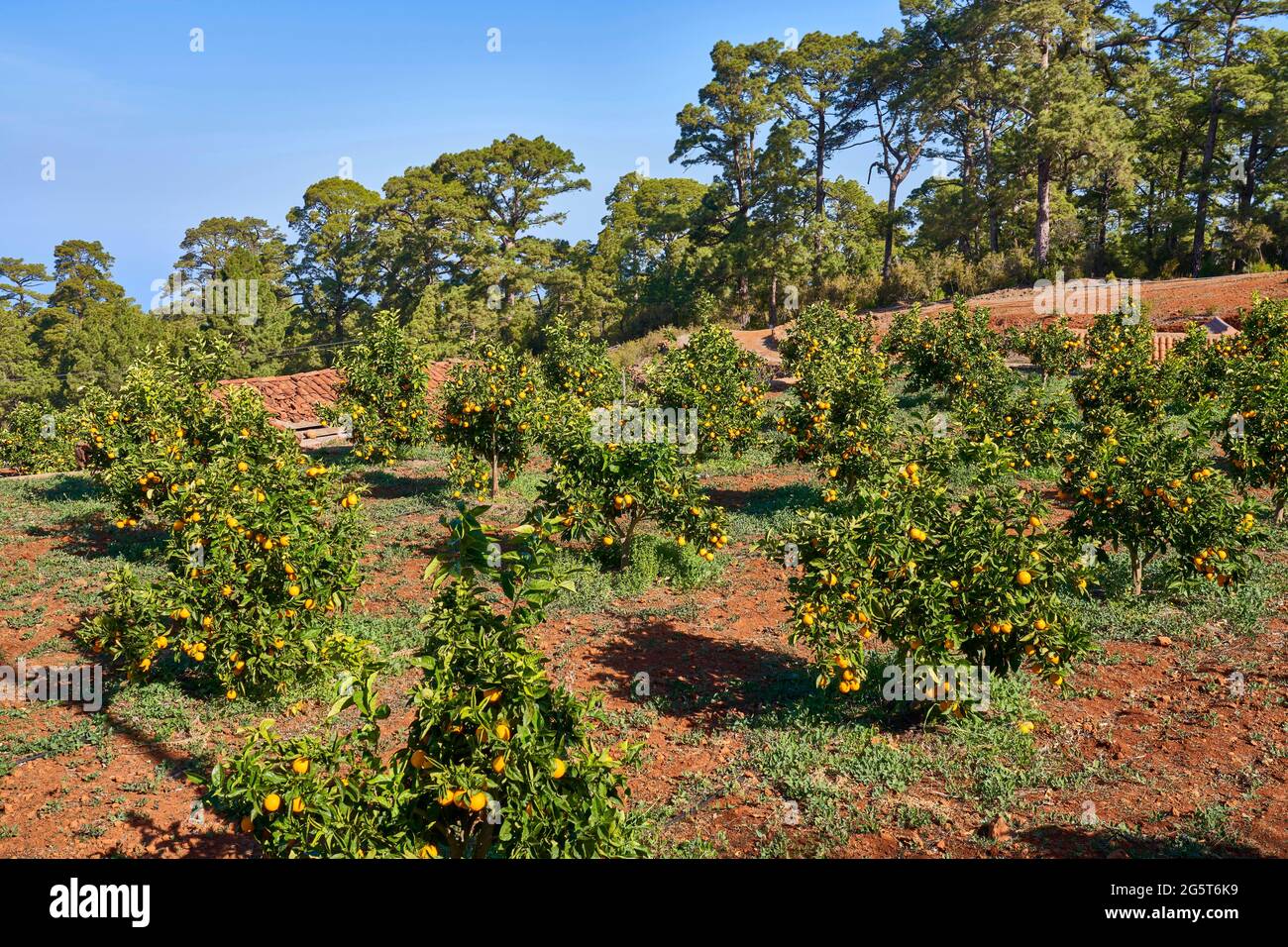 La vecchia pineta alta è stata tagliata per piantagione con agrumi, Isole Canarie, la Palma, Punta Gorda Foto Stock