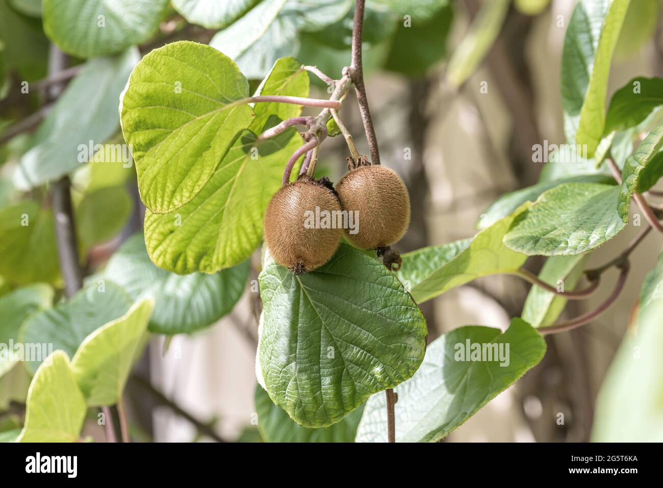 kiwi, frutti di uva spina cinese (Actinidia deliziosa 'Jenny', Actinidia deliziosa Jenny), frutti di cultivar Jenny Foto Stock