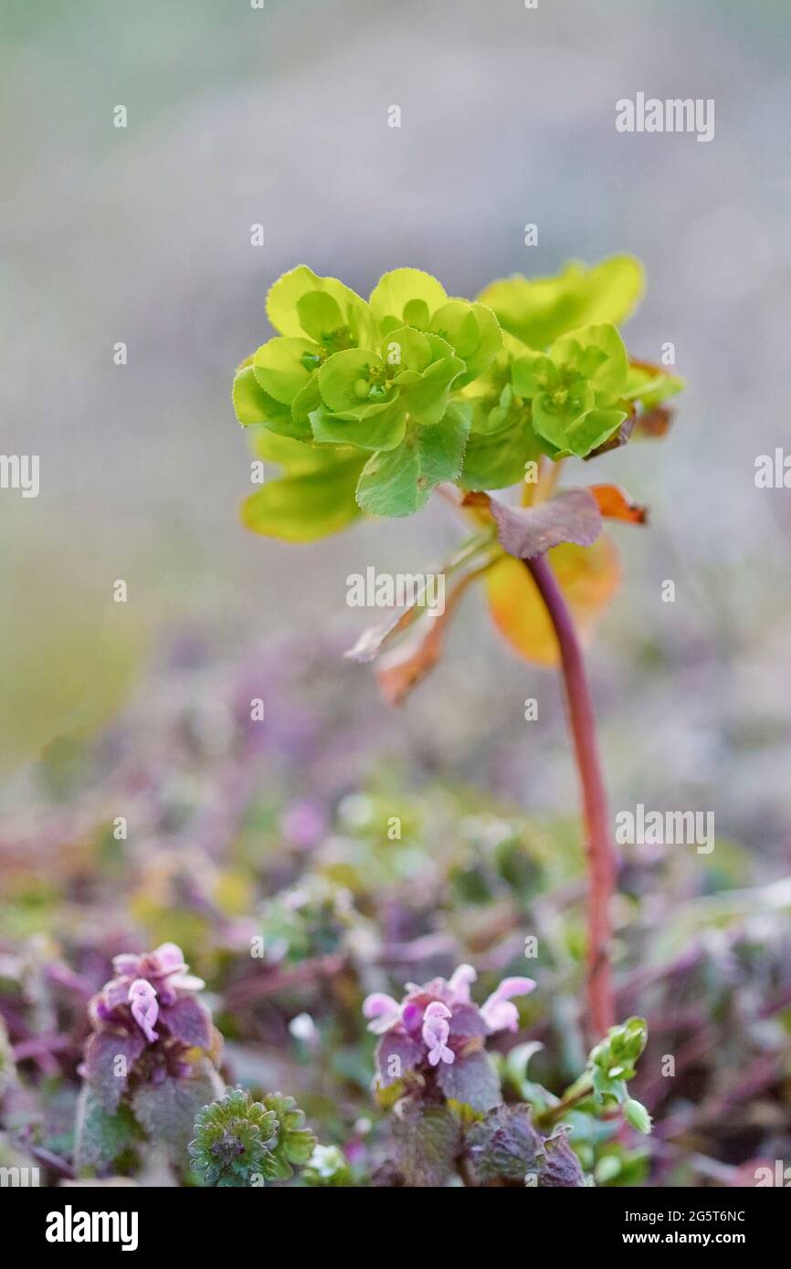 sprurge del sole, wartweed, sprurge d'estate (elioscopia di Euphorbia), fiorente vicino ai morti-nettles rossi, Germania, Reno del Nord-Westfalia Foto Stock