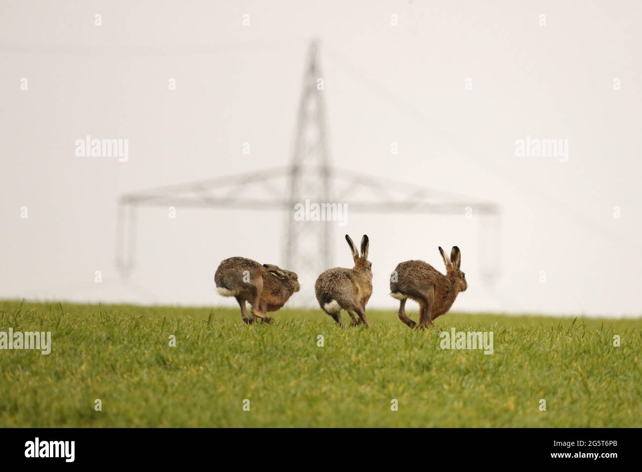 Lepre europeo, lepre marrone (Lepus europaeus), tre lepri in un campo davanti ad un polo di potere, Germania, Baden-Wuerttemberg Foto Stock