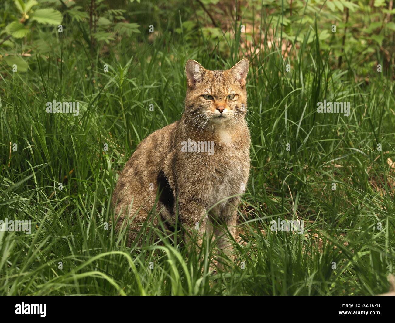 Gatto selvatico europeo, gatto selvatico forestale (Felis silvestris silvestris), siede in un prato, Germania, Sassonia Foto Stock