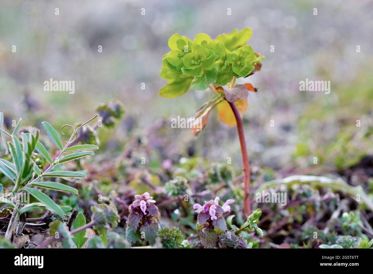 sprurge del sole, wartweed, sprurge d'estate (elioscopia di Euphorbia), fiorente vicino ai morti-nettles rossi, Germania, Reno del Nord-Westfalia Foto Stock