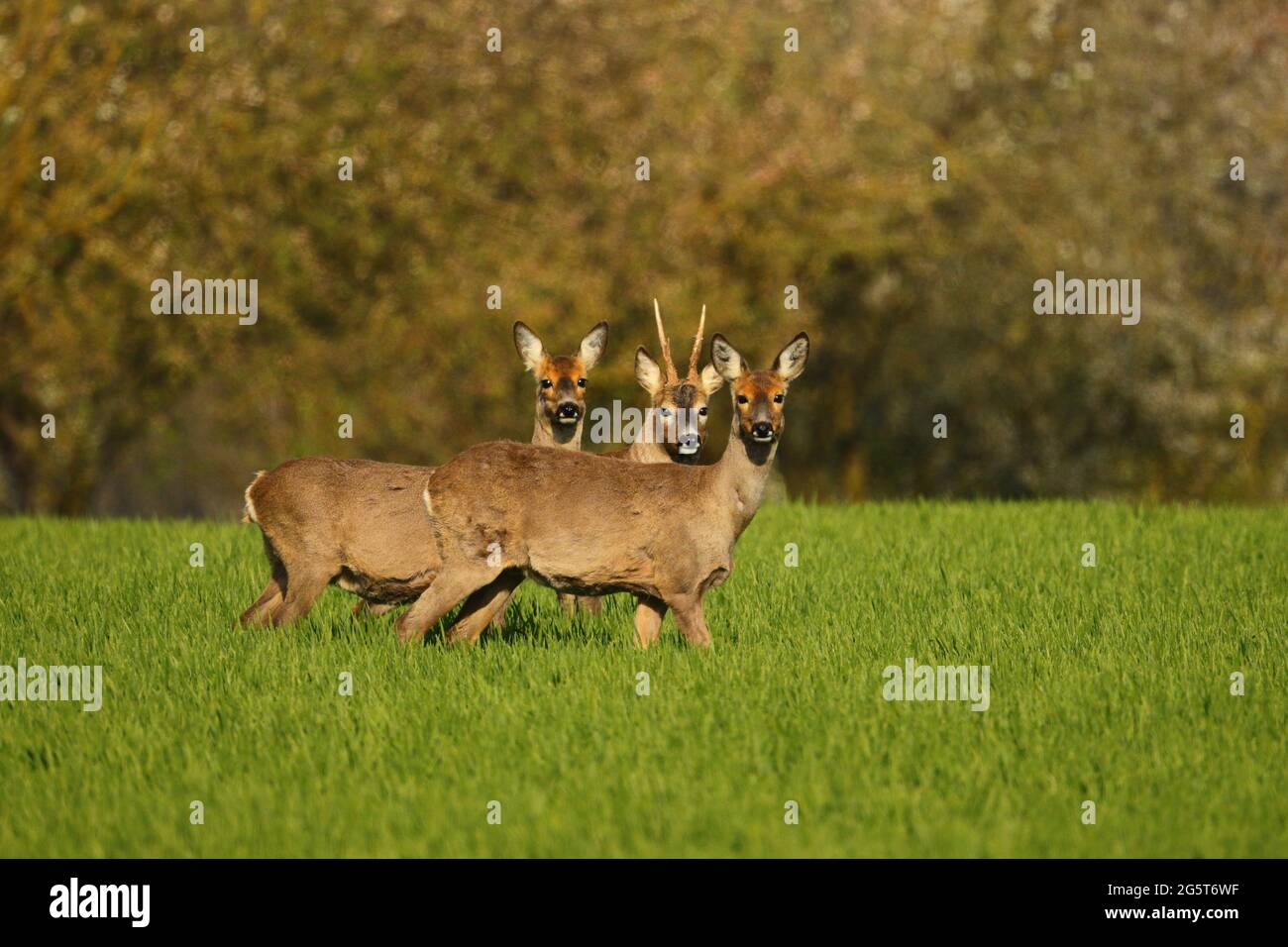 Capriolo (Capreolus capreolus), un buck e due fa in un campo in primavera, Germania, Baden-Wuerttemberg Foto Stock